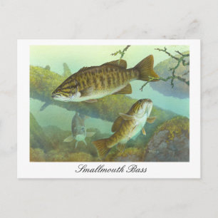 Smallmouth Bass Painting Postcard Postkarte