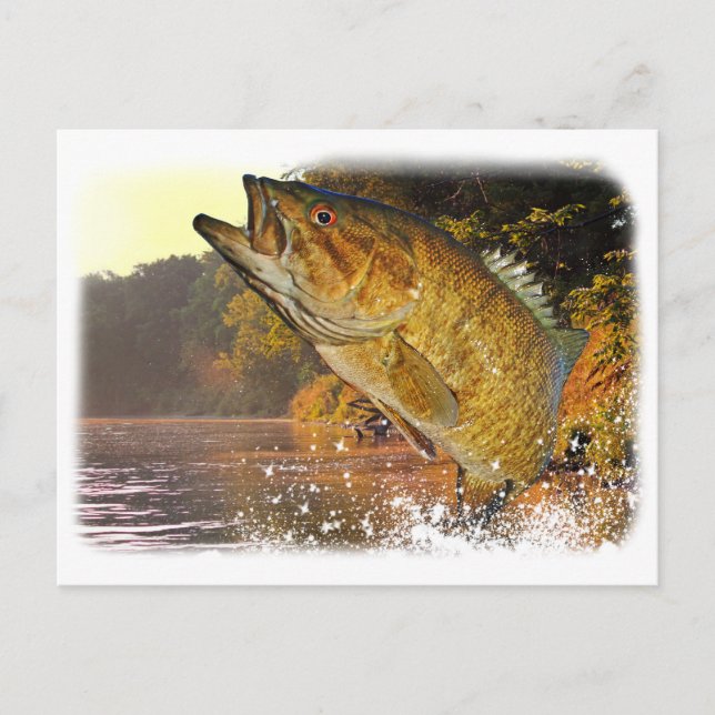 Smallmouth Bass Postkarte (Vorderseite)
