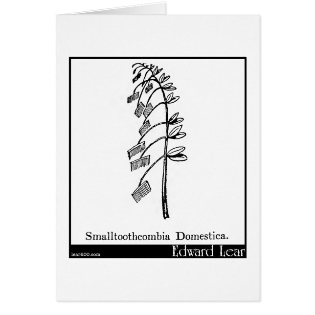 Smalltoothcombia Domestica. (Vorne)