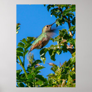 Smaragd-Flash: Kolibri in Bewegung Poster