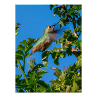 Smaragd-Flash: Kolibri in Bewegung