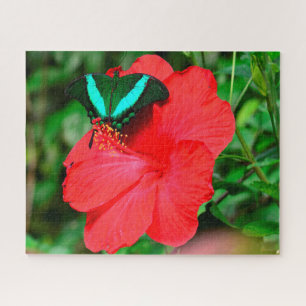 Smaragd-Schwalbenschwanzschmetterling
