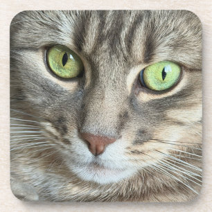 Smaragdaugen – Porträt einer grünäugigen Katze Getränkeuntersetzer
