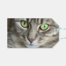 Smaragdaugen – Porträt einer Katze mit grünen Auge