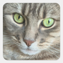Smaragdaugen – Porträt einer Katze mit grünen Auge