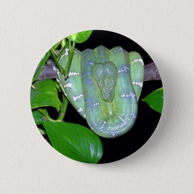 Smaragdbaum BoA-Morticia Knopf Button (Vorderseite)