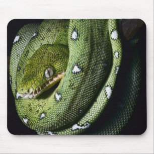 Smaragdboa der grünen Baumschlange in Bolivien Mousepad