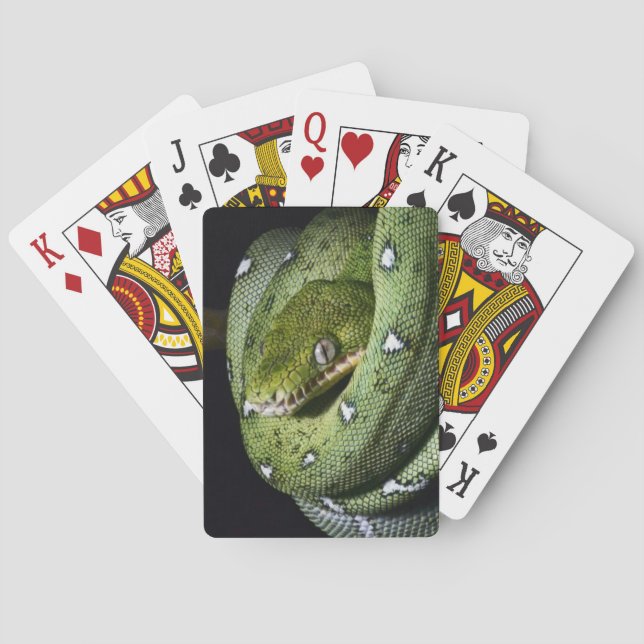 Smaragdboa der grünen Baumschlange in Bolivien Spielkarten (Rückseite)