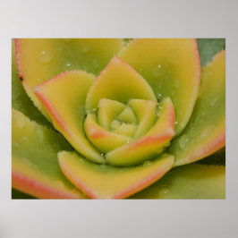 Smaragdgrüne Blüte: Das flüssige Juwel der Natur Poster