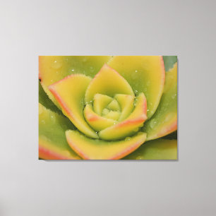 Smaragdgrüne Sukkulenten-Makro-Leinwand-Wandkunst- Leinwanddruck