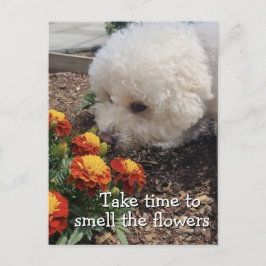 Smell the Flowers Postkarte