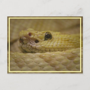 Smell Your Fear! Postkarte