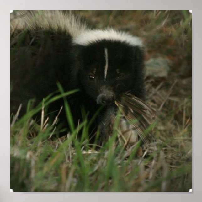 Smelly Skunk Poster (Vorne)