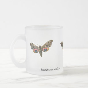 Smerinthus ocellata - Eyed Hawk-Moth - Color Image Mattglastasse