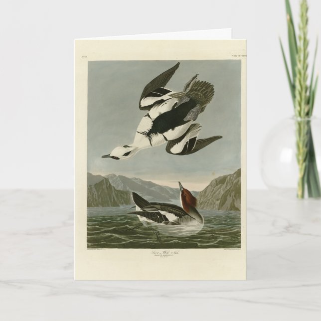 Smew oder White Nun, von Audubons Vögeln Amerikas Karte (Vorderseite)