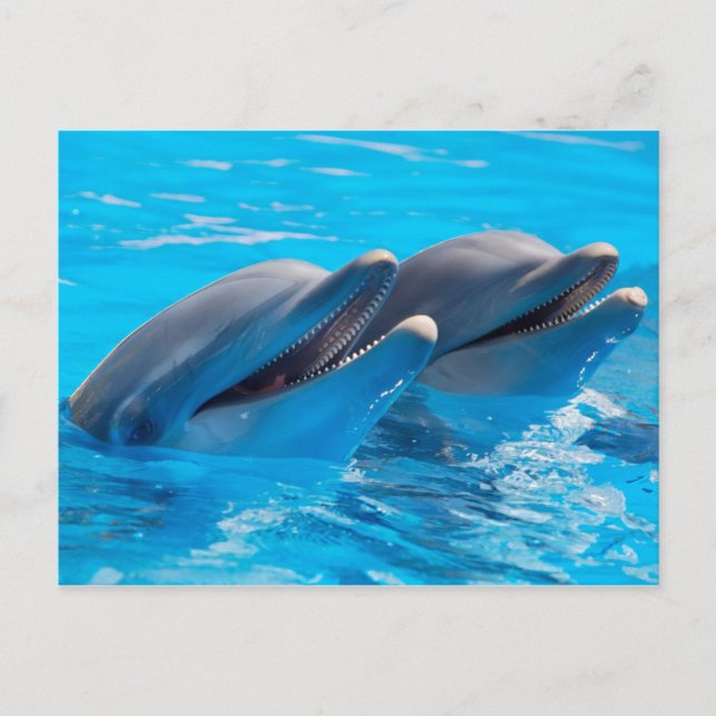 Smiling Dolphins Postkarte (Vorderseite)
