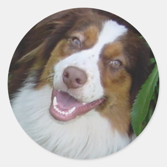 Smiling Red Tri Aussie Runder Aufkleber (Vorderseite)