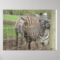Smiling Zebra