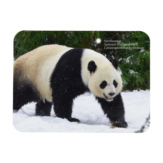 Smithsonian | Riesenpandas im Schnee Magnet (Horizontal)