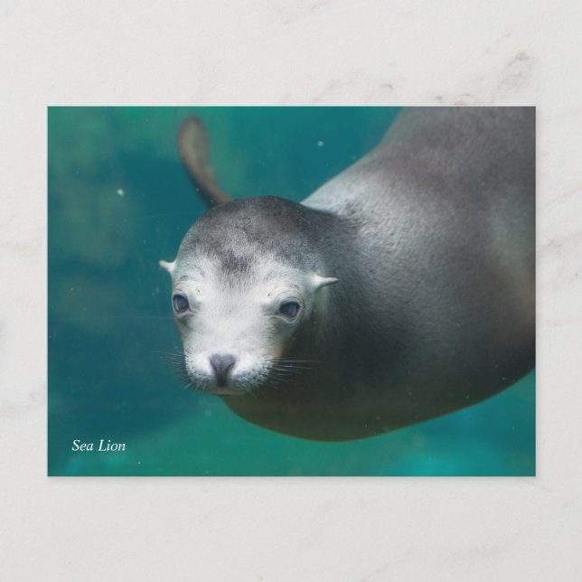 Smithsonian | Sea Lion Postkarte (Vorderseite)