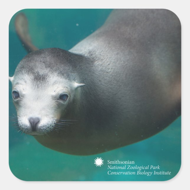Smithsonian | Sea Lion Quadratischer Aufkleber (Vorderseite)
