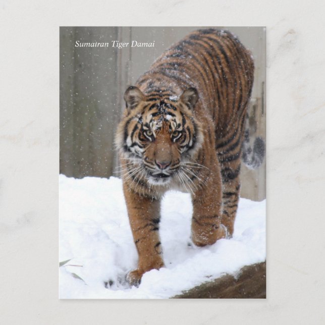 Smithsonian | Sumatran Tiger Damai Postkarte (Vorderseite)