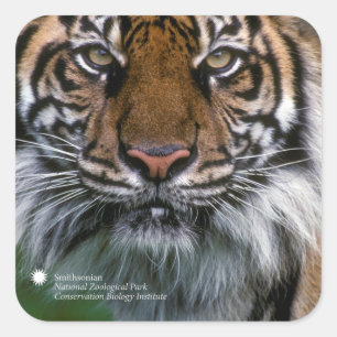 Smithsonian Sumatran Tiger Soyono Quadratischer Aufkleber