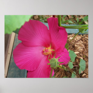 Smitty's Blume One Poster