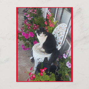Smoking-Cat-Cute-mit-schönen-Blumen-Postkarte Postkarte