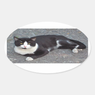 Smokings-Katzen-Aufkleber Ovaler Aufkleber