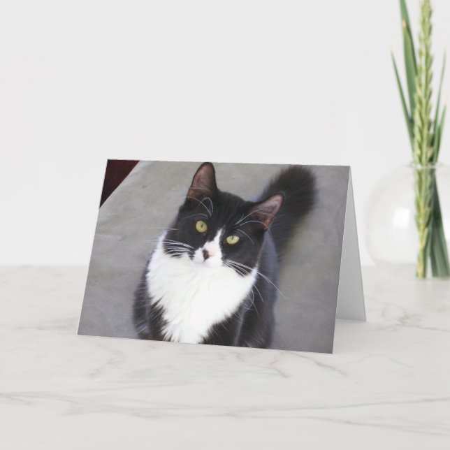 Smokings-Katzen-Gruß-Karte Karte (Vorderseite)