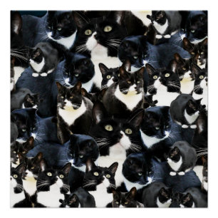Smokings-Katzen-Verrücktheit Poster