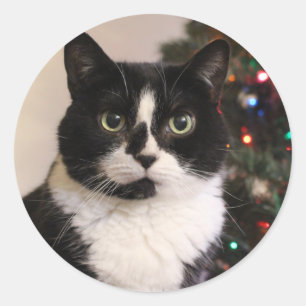 Smokings-Katzen-Weihnachtsaufkleber Runder Aufkleber
