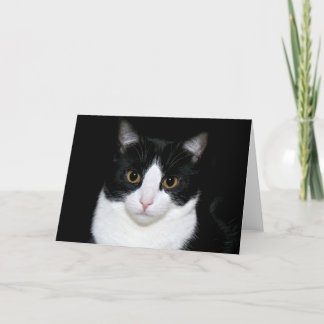 Smokings-Miezekatze Karte