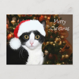 Smokingskatze Weihnachten