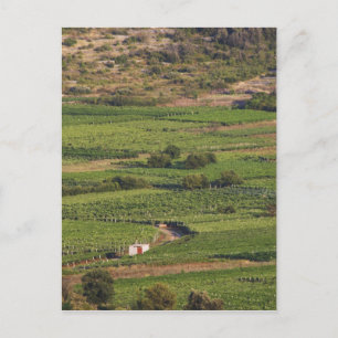 Smokvica-Weinberge auf Korcula von der Toreta Postkarte