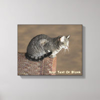 Smoky Gray Tabby Cat
