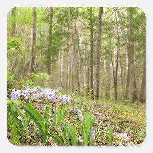Smoky Mountain Trail im Frühling Quadratischer Aufkleber