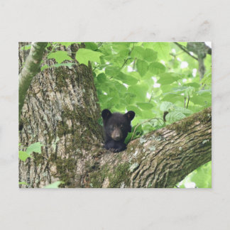 Smoky Mountains Black Bear Cub Wildlife Postkarte
