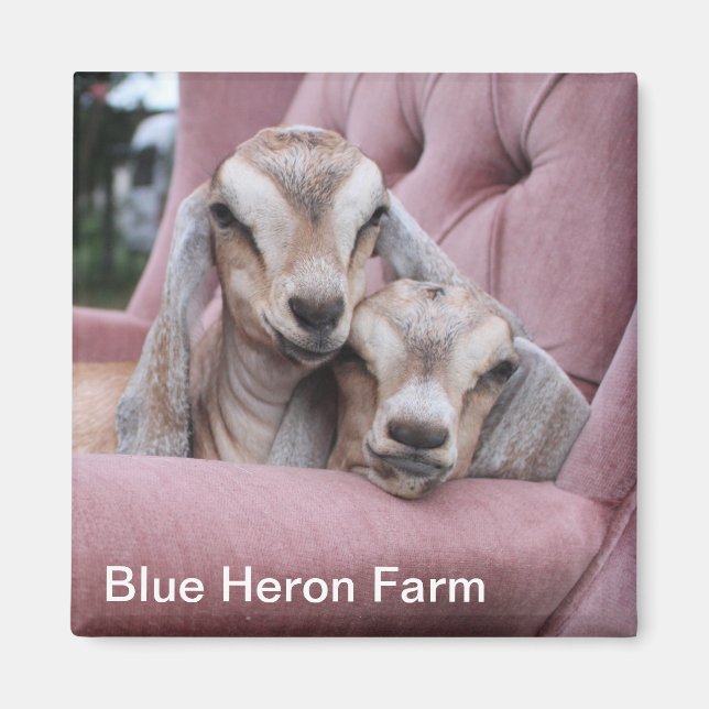 Smooshie Baby Goat Magnet (Vorne)