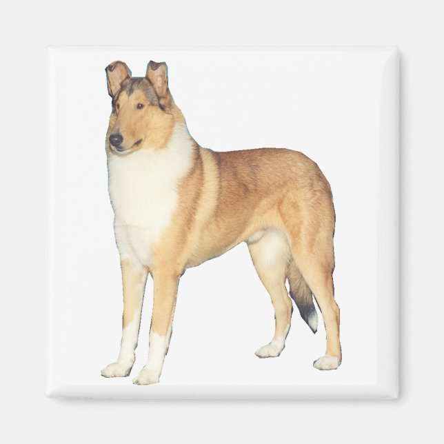 Smooth Collie Gifts Magnet (Vorne)