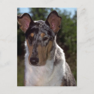 Smooth Collie Postkarte