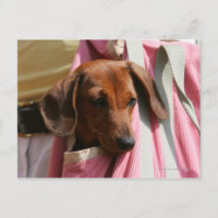 Smooth-haired Miniature Dachshund Puppy