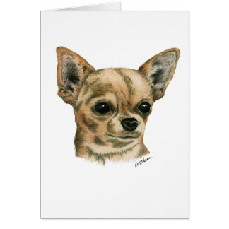 Smoothcoat Chihuahua