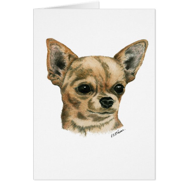 Smoothcoat Chihuahua (Vorne)