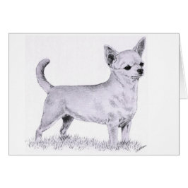 Smoothcoat Chihuahua - stehend