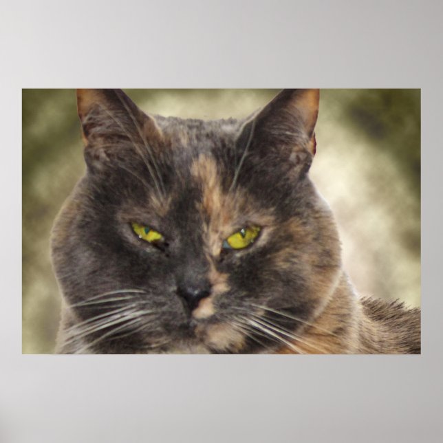 Smug Kitty - Was Will du? Poster (Vorne)