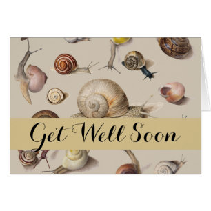 Snail Garden Haustier Gastropod Seven Lug Botanisc