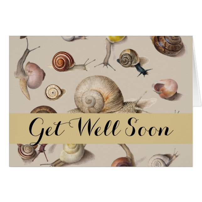 Snail Garden Haustier Gastropod Seven Lug Botanisc (Vorderseite (Horizontal))