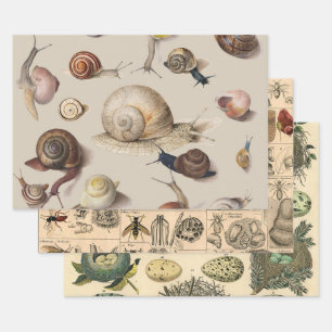 Snail Garden Haustier Gastropod Seven Lug Botanisc Geschenkpapier Set
